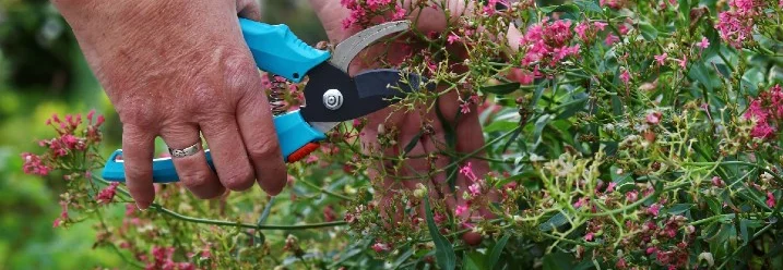 Hände schneiden mit einer Gartenschere verblühte Blüten ab